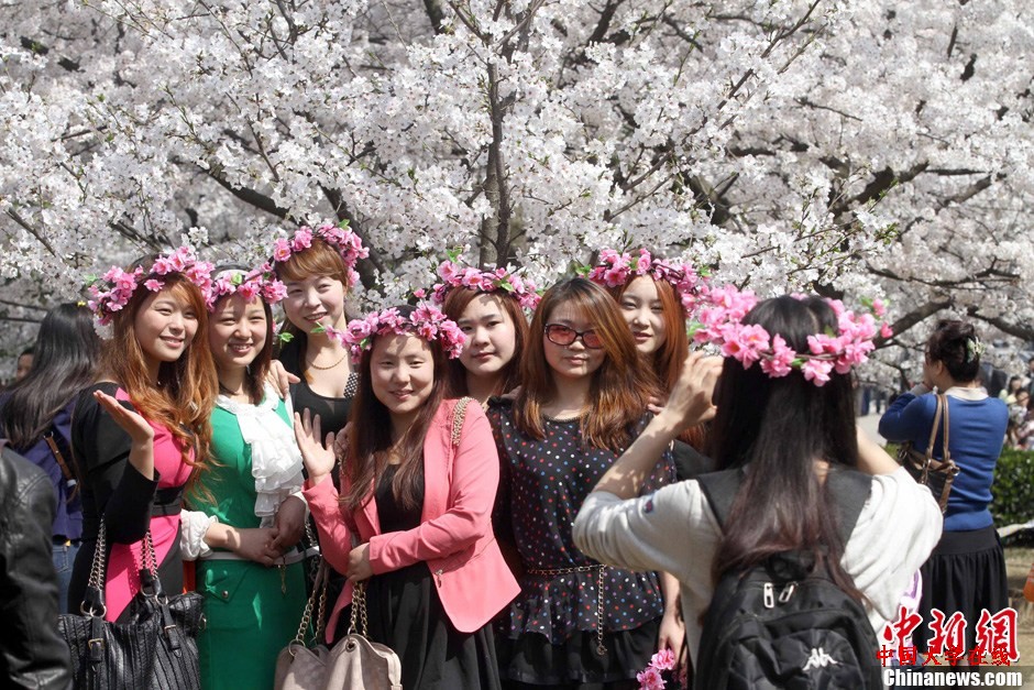 高清：武大樱花正茂 美景美色美人