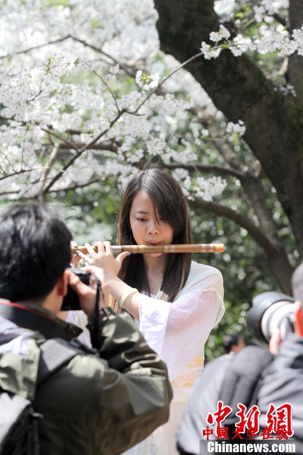 高清：武大樱花正茂 美景美色美人