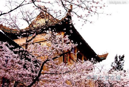　　樱花树下 珞珈学子